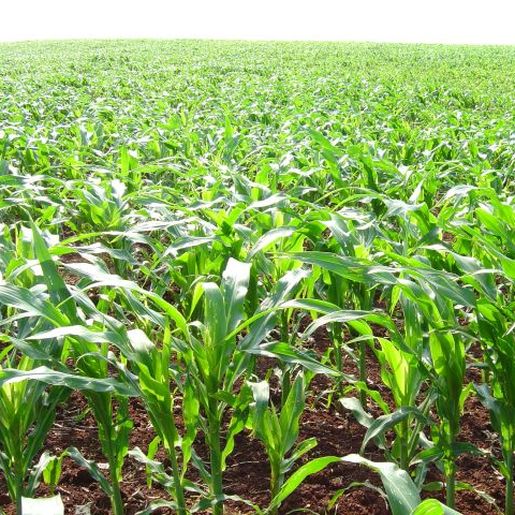 Epagri monitora lavouras em virtude do excesso de chuva e baixas temperaturas 