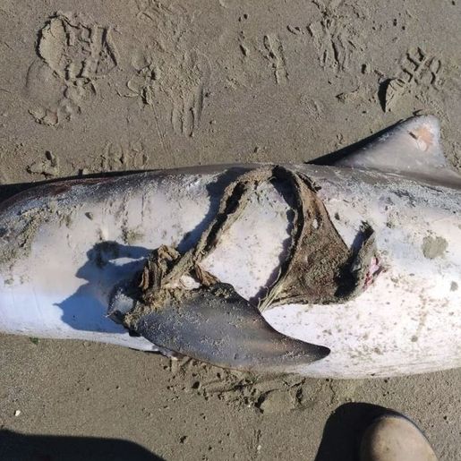 Boto-cinza é encontrado morto com calcinha presa a nadadeiras em SC
