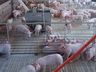 Alto custo de produção preocupa suinocultor de São José do Cedro
