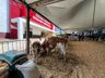 Mais de 100 expositores movimentam a Expo Campo Erê 2025