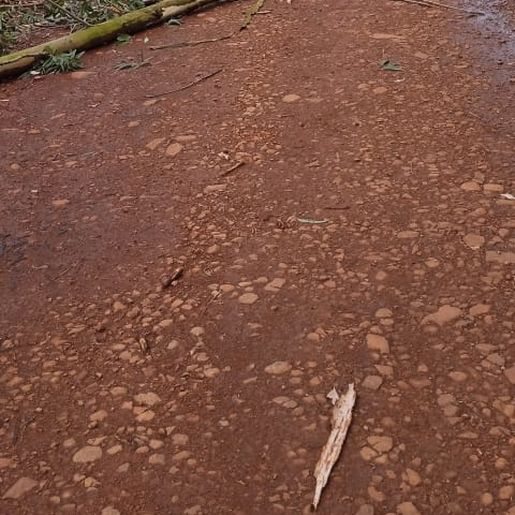 Temporal provoca quedas de árvores em Palma Sola 