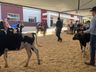 Julgamento do gado leiteiro e rodada de negócios movimentam o sábado na Expo Campo Erê