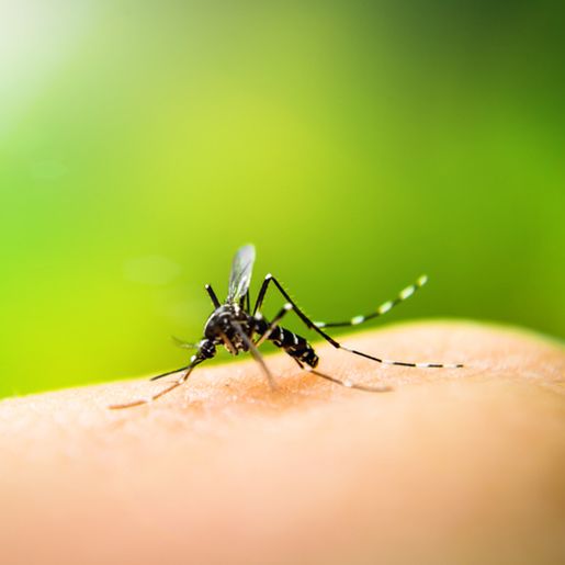 Palma Sola registra dez focos da dengue neste início de ano