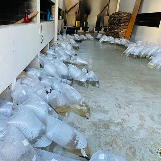 Produção de peixe apresenta redução em Itapiranga