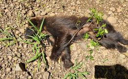 Febre Amarela: exames comprovam que macacos encontrados mortos na área rural estavam infectados