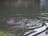 Homem de 37 anos morre afogado no Rio Cambuim