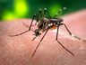 SMOeste já registra 82 casos confirmados de dengue em 2022