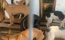 Operação da Polícia Civil resgata cães vítimas de maus-tratos em Tigrinhos
