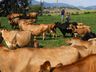 Santa Catarina registra aumento na produção de leite e ovos em 2023