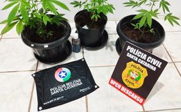 Operação conjunta apreende pés de maconha em residência de Santa Helena