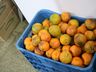 Município de SJCedro fará a entrega de 140 kits emergenciais de alimentação escolar