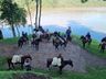 Cavalgada da Chama Crioula reúne mais de 50 cavalarianos