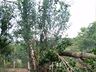 Temporal causa estragos em Itapiranga 