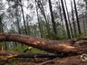 Temporais causam estragos em Itapiranga