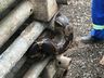 FOTOS: Jiboia é encontrada em carga de tubos em Chapecó
