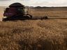 Sicoob SC/RS tem demanda de R$ 4,2 bilhões para atender o produtor rural na próxima safra 