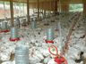 SC bate recorde histórico com mais de 328 mil toneladas de carnes exportadas em 2025