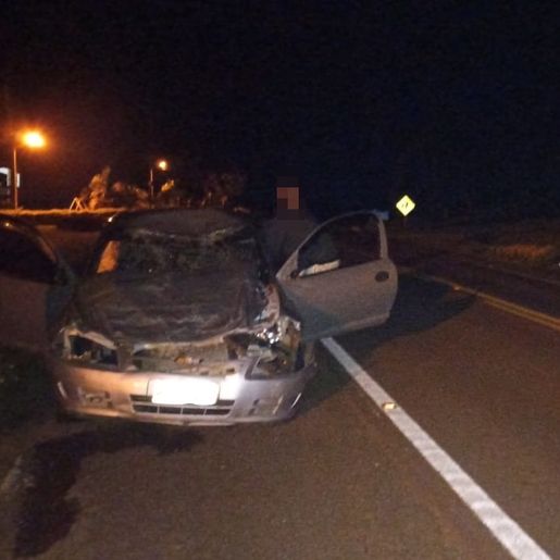 Atropelamento na SC 163 resulta na morte de cinco novilhas