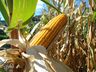 Agricultura do Extremo Oeste fecha abril com bons resultados, aponta Epagri
