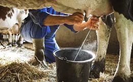 Crise no setor leiteiro em SC é uma das piores da história, alertam entidades 