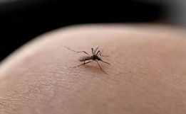 Santa Catarina registra mais de 300 mil casos prováveis de dengue