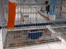 Associação dos Criadores de Aves de Iporã do Oeste realiza 1ª copa de ornitologia