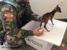 Animal silvestre é resgatado para ser avaliado e devolvido à natureza