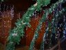 Santa Terezinha do Progresso comemora acendimento das luzes com show 