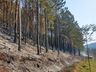 Incêndio de grandes proporções consome dez hectares de mata