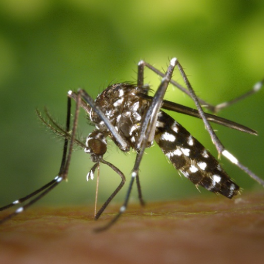 Caibi registra seis casos confirmados de dengue contraídos dentro do município