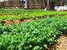 Prefeitura de SJCedro vai disponibilizar terrenos institucionais para cultivos e plantios