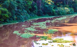 Alface D’Água começa a sair do Rio das Flores; assista ao vídeo