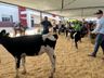 Julgamento do gado leiteiro e rodada de negócios movimentam o sábado na Expo Campo Erê