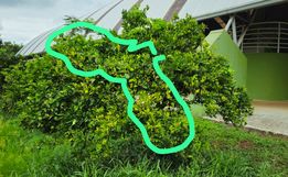 Greening ameaça citricultura em São Miguel do Oeste, e Cidasc reforça medidas de controle