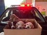 Homem é preso por maus-tratos a animais em Maravilha  