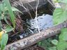 Lixo continua sendo jogado em terrenos baldios em SJCedro