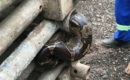 FOTOS: Jiboia é encontrada em carga de tubos em Chapecó