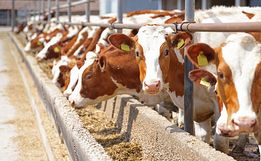 Agricultura avalia expor animais durante a ExpoAnchieta em 2023