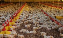 Santa Catarina exporta 328,6 mil toneladas de carnes no primeiro bimestre de 2025