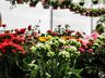 Central Flor, Floricultura e Paisagismo inaugura em São Miguel do Oeste