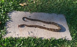 Jararaca invade residência no interior de São Miguel do Oeste 