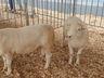 Primeiros animais da Expo Guarujá já desembarcaram nos espaços