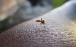 Itapiranga possui 80 casos confirmados de Dengue