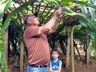Estiagem do ano passado atrasou a produção de pitayas na região