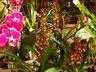 Mondaiense torna a paixão por orquídeas uma profissão