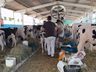 3º dia do Itaipu Rural Show tem como destaque Feira Ranqueada de Animais