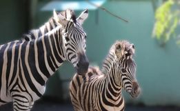 Filhote de zebra nasce em SC após gestação incomum no Brasil