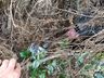 PM prende três pessoas por tráfico de drogas em São Miguel do Oeste