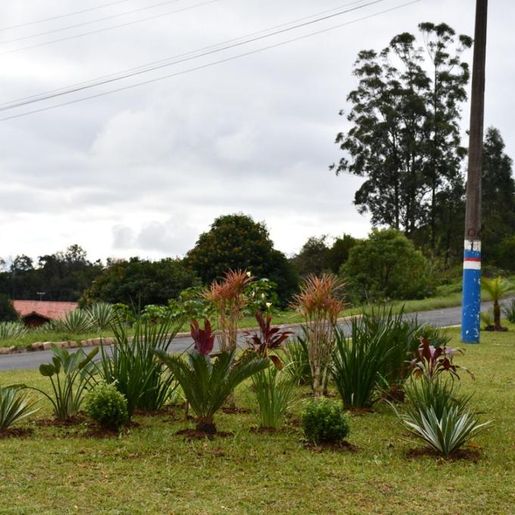 Mais de 3 mil mudas de flores estão sendo plantadas nos espaços públicos em Guaraciaba 