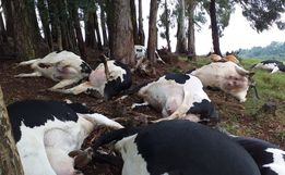 Raio mata 16 vacas em propriedade do Oeste